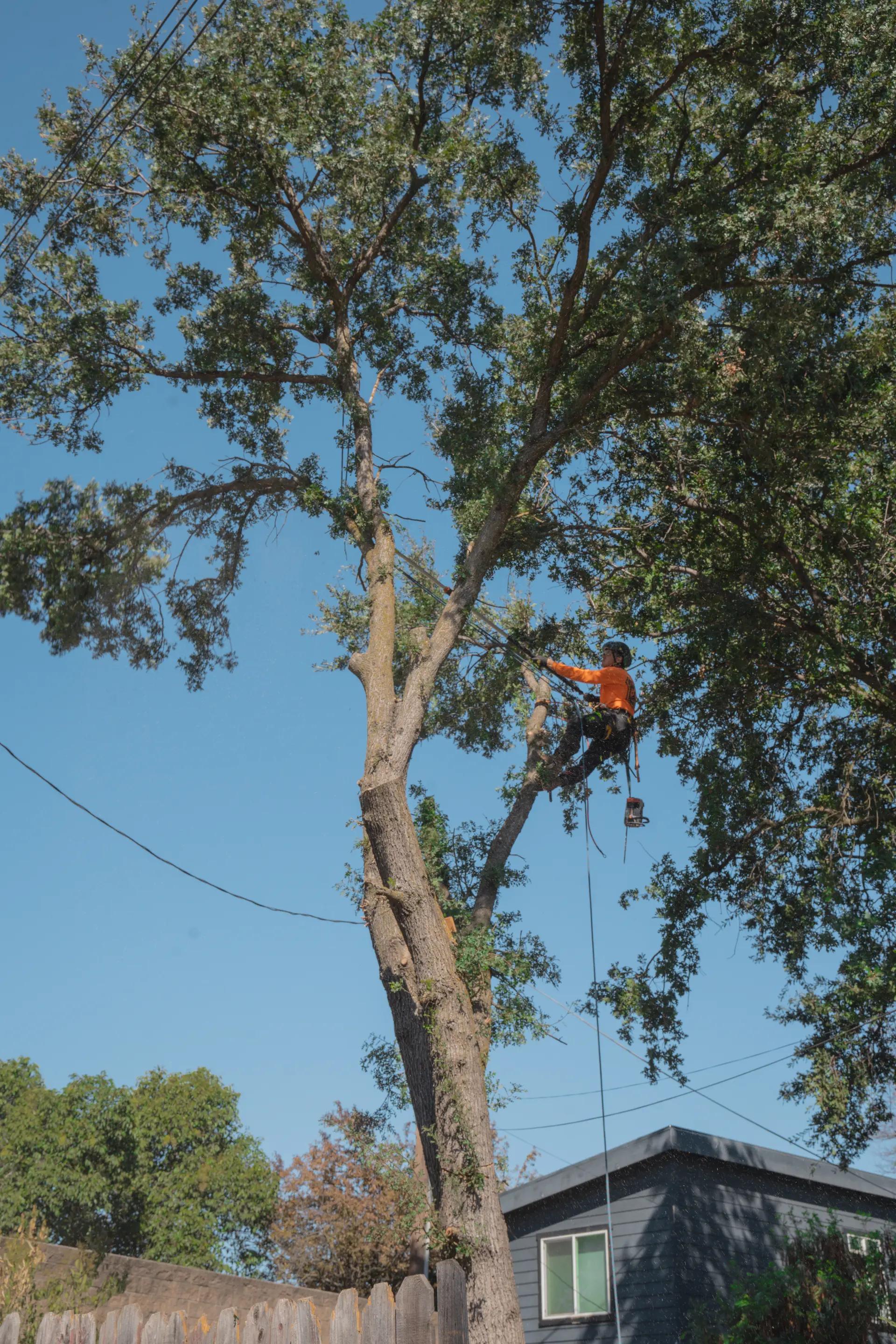 Arborist high in a large Sacramento tree during a professional tree removal