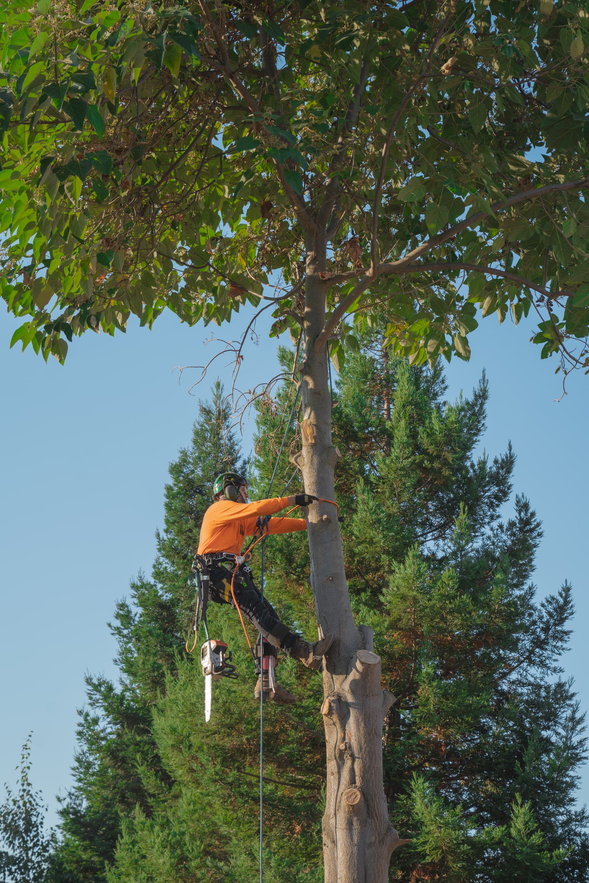 Large dead tree being removed piece by piece by a tree crew