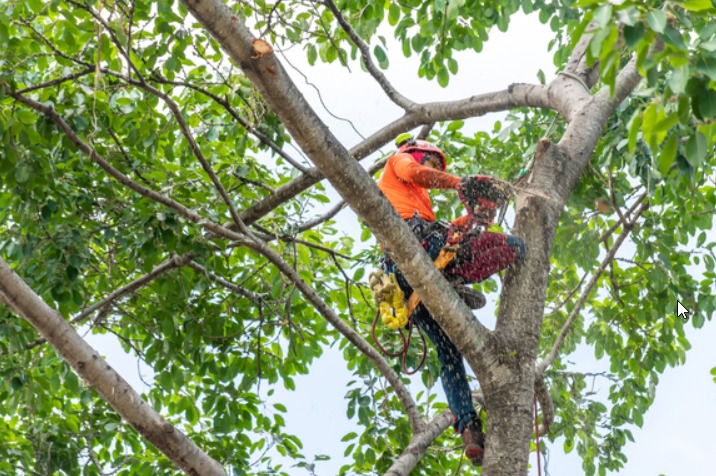 Tree professional pruning and trimming a tree canopy